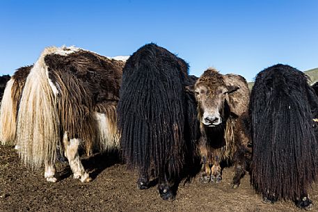 Some yaks in the mongolian steppe, Mongolia