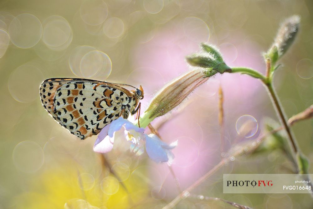 Melitaea is a genus of brush-footed butterflies (family Nymphalidae),photographing backlit, bathed in dew, using an old lens, the 100mm trioplan.
