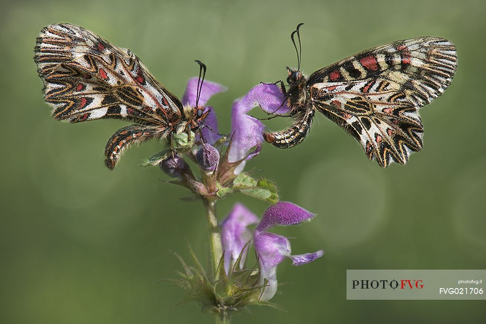 Butterflies Polissena,  Zerynthia polyxena
