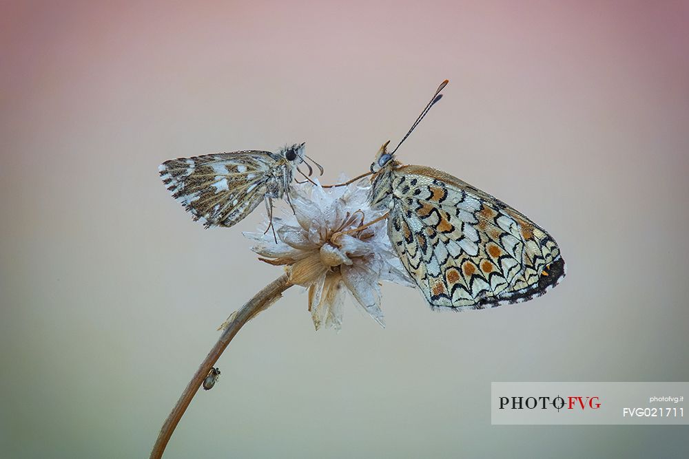 Melitaea and Pyrgus butterflies