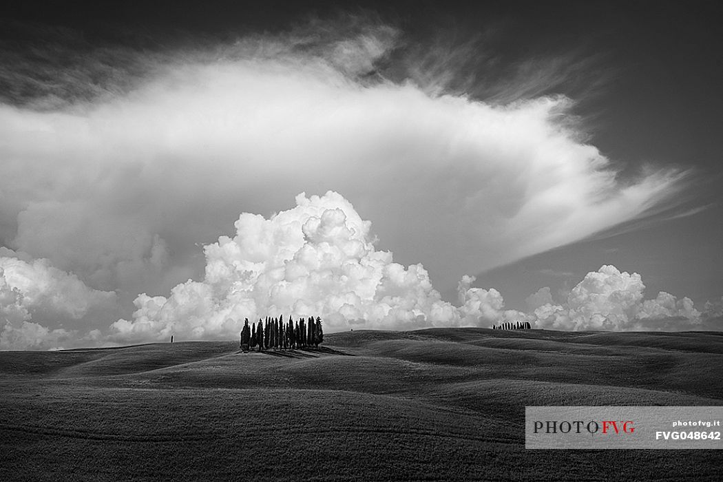 Black and white group of cypresses in San Quirico d'Orcia, Orcia valley, Tuscany, Italy, Europe