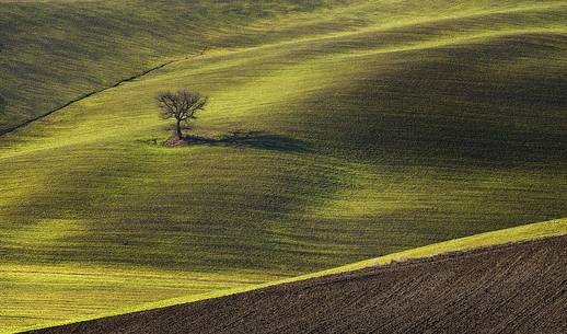 a lone oak seems to act as guardian of the valley