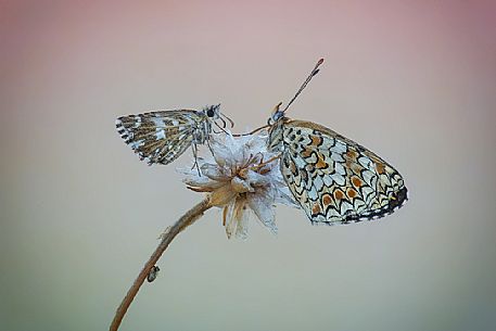 Melitaea and Pyrgus butterflies
