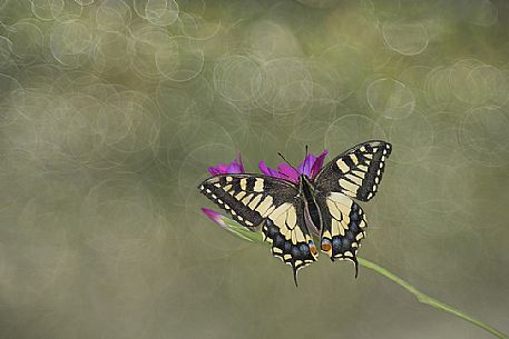 Batterfly Papilio machaon