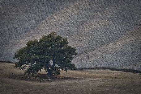 Lonely tree in the hills of Val d'Orcia, Tuscany, Italy