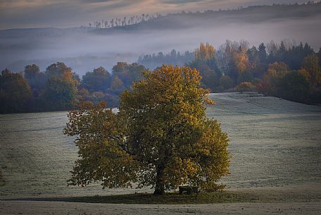 The hold oak in the Castelli Romani regional park, Rome, Latium, Italy