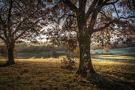 The morning fog among the oak trees in the autumn, Castelli romani, Velletri, Rome, Latium, Italy, Europe