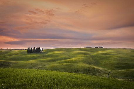 Group of cypresses in San Quirico d'Orcia, Orcia valley, Tuscany, Italy, Europe