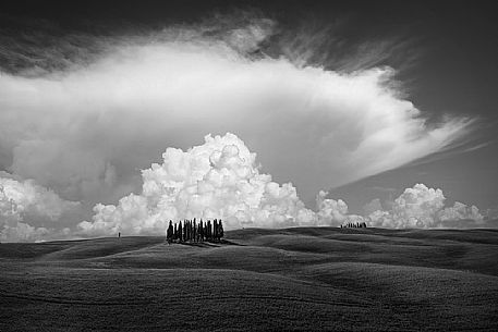 Black and white group of cypresses in San Quirico d'Orcia, Orcia valley, Tuscany, Italy, Europe