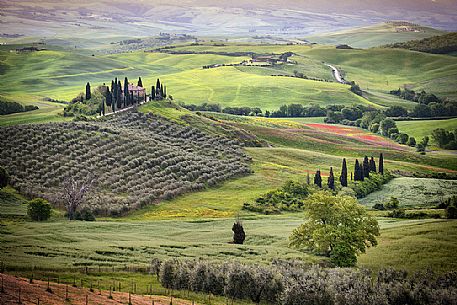 The Belvedere farm, Podere Belvedere in San Quirico d'Orcia, Orcia valley, Tuscany, Italy, Europe