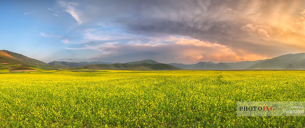 Cultivated and flowering fields of lentils at sunset in Pian Grande, Castelluccio di Norcia, Sibillini National Park, Italy, Europe