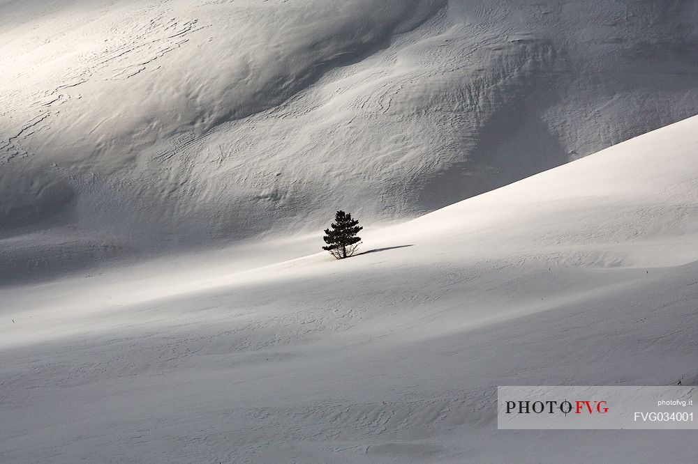 Shadows, lights and a solitary tree. The quiet after a heavy snowfall in Castelluccio, Sibillini national park, Umbria, Italy, Europe