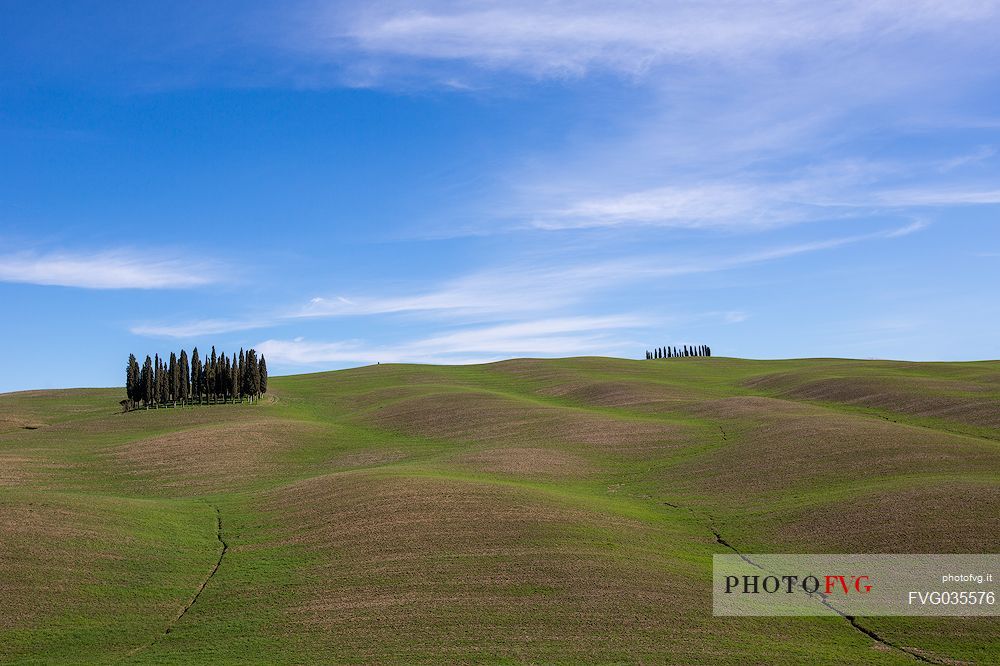 The cypress trees of San Quirico d'Orcia represent the naturalistic and landscape symbol, not only of the municipality and the area in which they are located but also of the whole of Tuscany, Orcia valley, Italy, Europe
