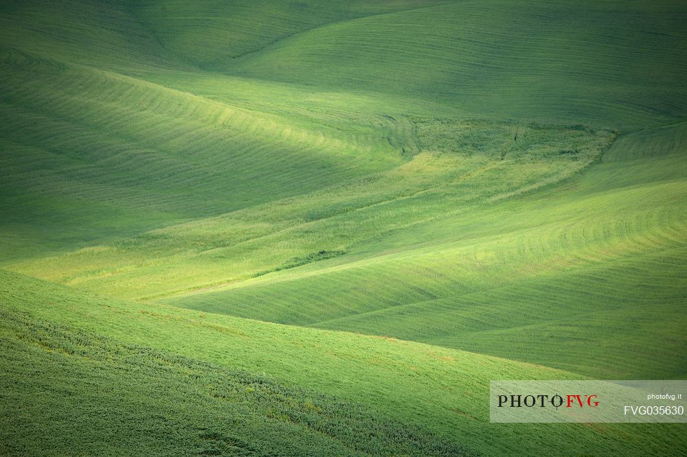Green wheat in the hills of Val d'Orcia, Tuscany, Italy, Europe