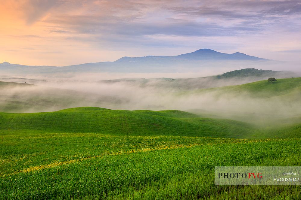 Lonely tree in the hills of Val d'Orcia in the fog, Tuscany, Italy, Europe