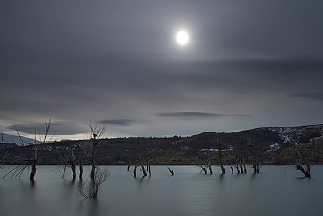 The moon illuminates the lake of Campotosto and its characteristic trees immersed in the water, Gran Sasso and monti della Laga national park, Abruzzo, Italy