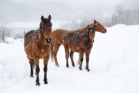A group of horses in the snowstorm, Campotosto lake, Gran Sasso and monti della Laga national park, Abruzzo, Italy
