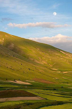 Cultivated fields and flowering of lentils at sunset in Pian Grande, Castelluccio di Norcia, Sibillini National Park, Italy, Europe