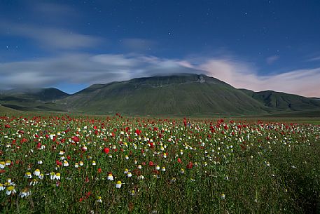 A full moon night during the flowering in Castelluccio di Norcia, in the background the Vettore mount, Sibillini National park, Umbria, Italy, Europe