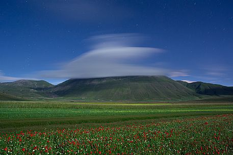 Flowering fields in Castelluccio di Norcia and in the background the Vettore mount, with lenticular cloud, Sibillini National park, Umbria, Italy, Europe
