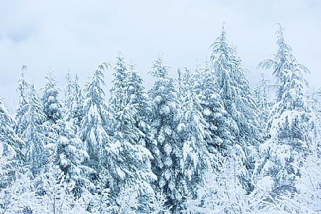 Snowy forest near Castelluccio di Norcia, Sibillini national park, Umbria, Italy, Europe