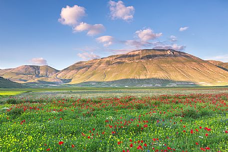 Flowering in Pian Grande of Castelluccio di Norcia and in the background the Vettore mount, Sibillini National park, Umbria, Italy, Europe