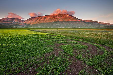 Flowering in Pian Grande of Castelluccio di Norcia and in the background the Vettore mount, Sibillini National park, Umbria, Italy, Europe