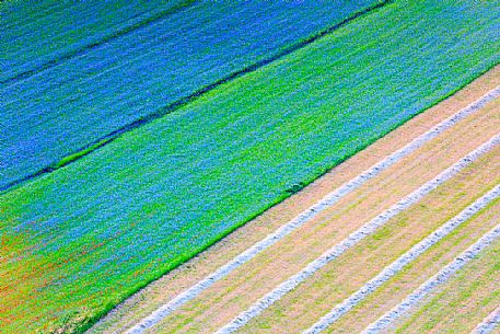 Frowering and cultivated fields at Castelluccio di Norcia, Sibillini National Park, Umbria, Italy, Europe