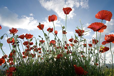 A flowering of poppies in Castelluccio di Norcia, Sibillini National Park, Umbria, Italy, Europe