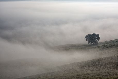 Lonely tree in the fog, Orcia valley, Tuscany, Italy, Europe