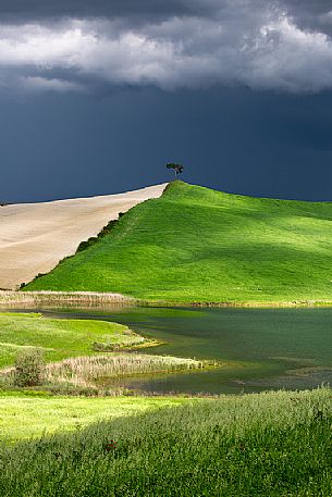 Lonely tree in the hills of Val d'Orcia, Tuscany, Italy, Europe