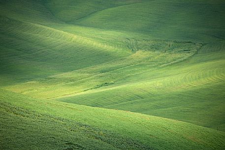 Green wheat in the hills of Val d'Orcia, Tuscany, Italy, Europe