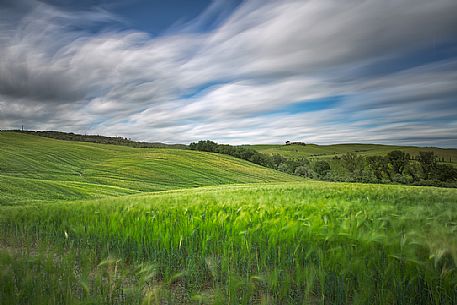 Fresh green wheat fields on the rolling hills of the Val d'Orcia valley in Tuscany, Italy, Europe