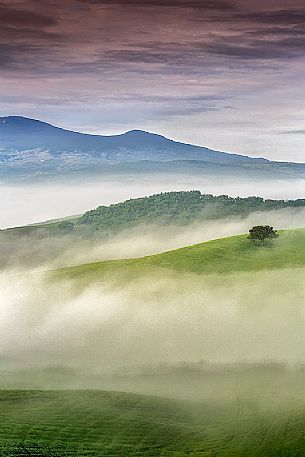 Lonely tree in the hills of Val d'Orcia, Tuscany, Italy, Europe