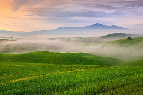Lonely tree in the hills of Val d'Orcia in the fog, Tuscany, Italy, Europe