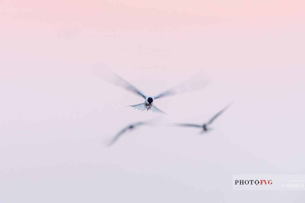 Common Tern at sunset
