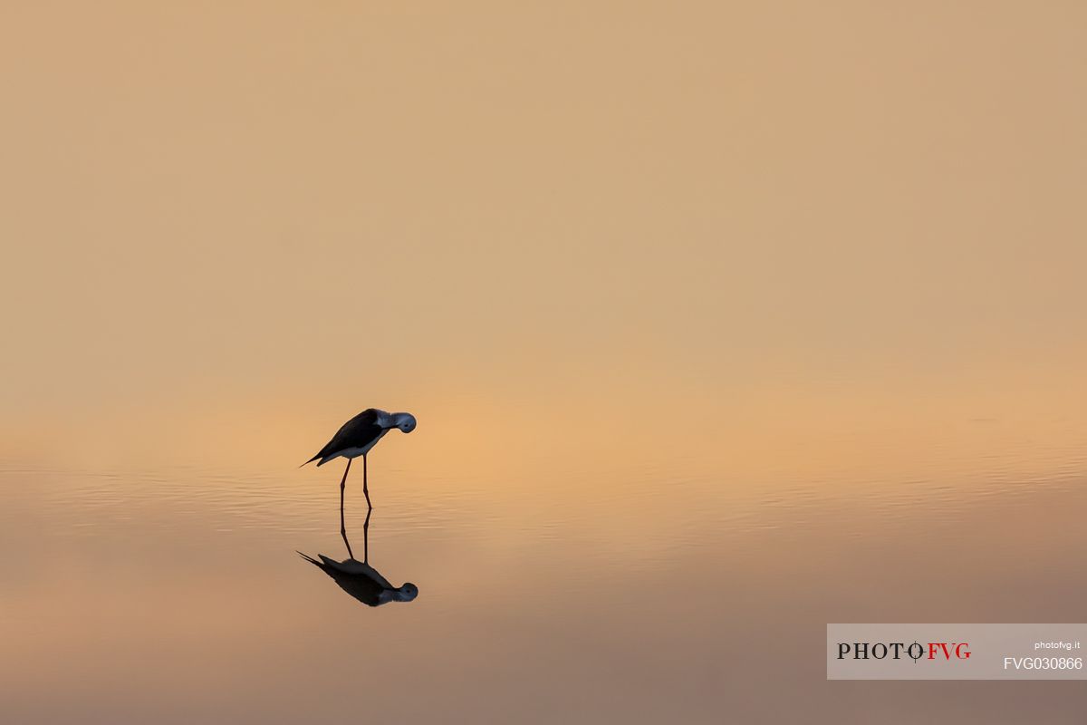 Black-winged stilt, Himantopus himantopus, at sunset