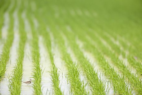 Common Greenshank, tringa nebularia,  in rice field