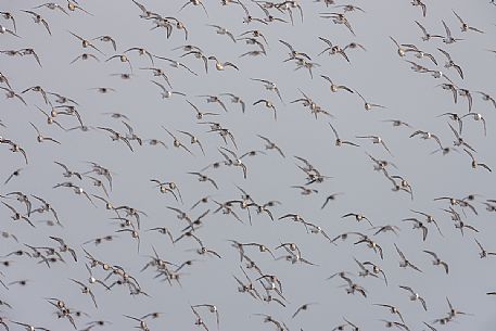 Big flock of dunlins, calidris alpina, in flight