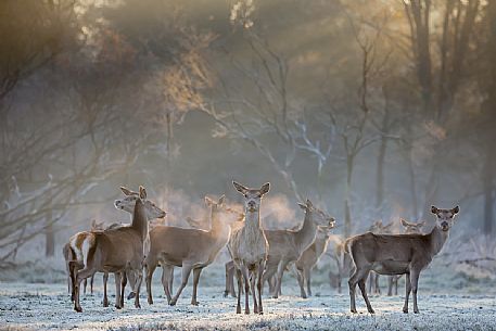 Group of deer in the Mesola woods, Parco Delta del Pò, Italy