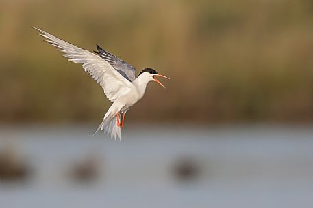 Common Tern flight