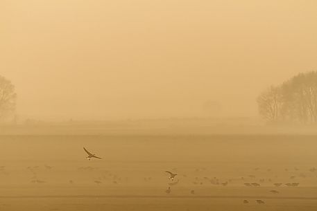 Flock of fronted geese in the fog