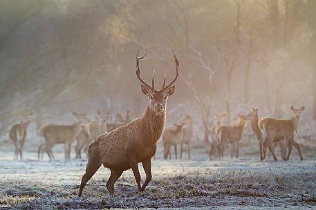 Imposing deer male with females in the Mesola woods, Parco Delta del Pò, Italy