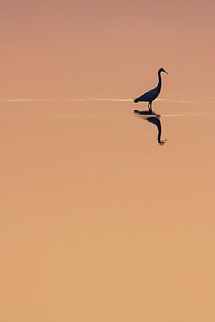 Egret at sunset, Parco Delta del Pò park, Italy