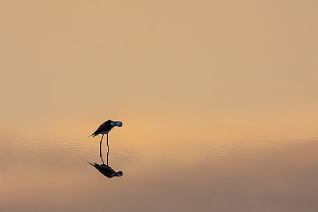 Black-winged stilt, Himantopus himantopus, at sunset