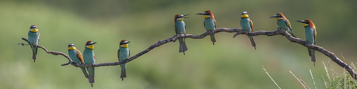 Bee Eater group