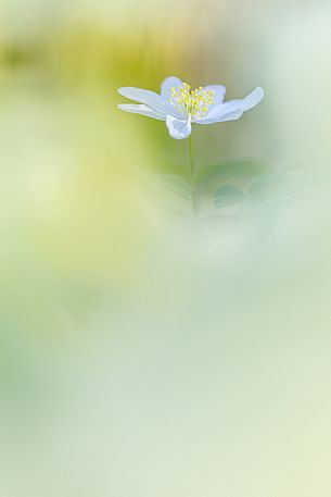 European Wood Anemone, anemone nemorosa