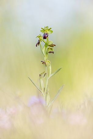 Sombre Bee Orchid, Ophrys fusca