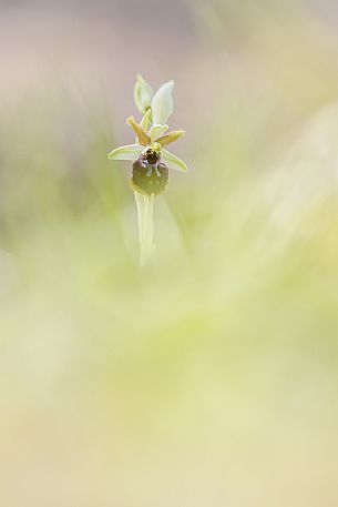 Early Spider Orchid, Ophrys Sphegodes
