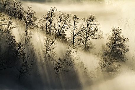 Light in the foggy trees, Monte Sole natural park, apennines, Italy
